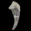 Fossil Odontocete (Toothed Whale) Tooth - Maryland #71111-1